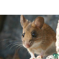 گونه موش صحرایی گردن زرد  Yellow-necked Filed Mouse